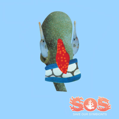 Sanae, The Southern Thumbnail